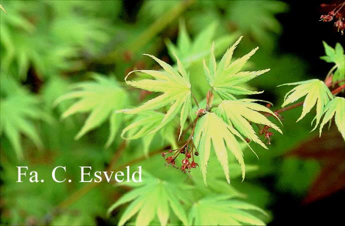 Acer palmatum 'Ao meshime no uchi shidare'