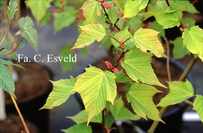 Acer capillipes 'Golden Increase'