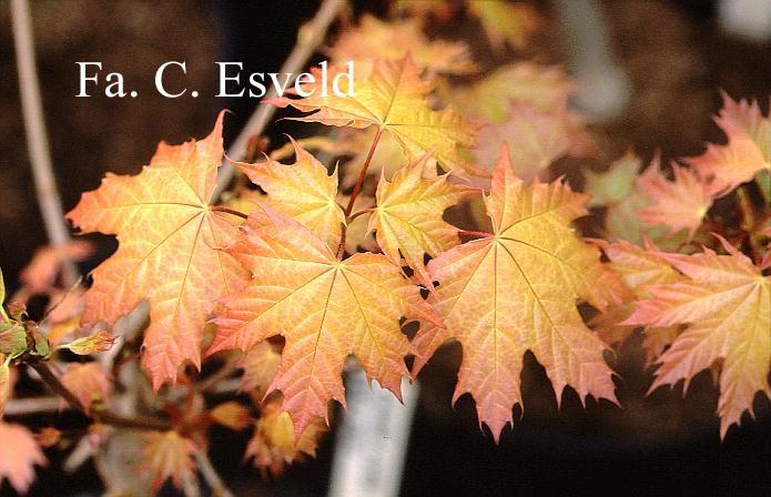 Acer platanoides 'Golden Globe'