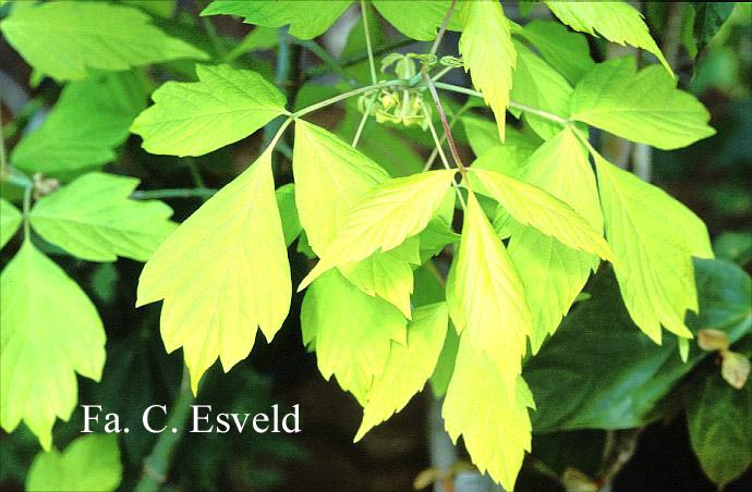 Acer negundo 'Auratum'