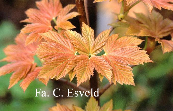 Acer pseudoplatanus 'Puget Pink'