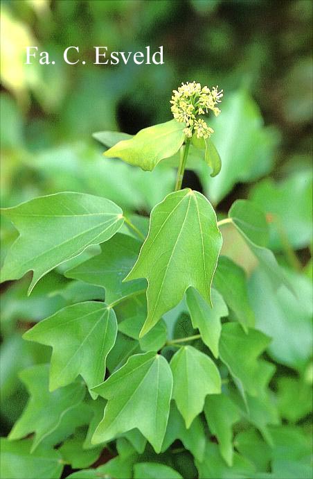 Acer buergerianum ssp. ningpoense