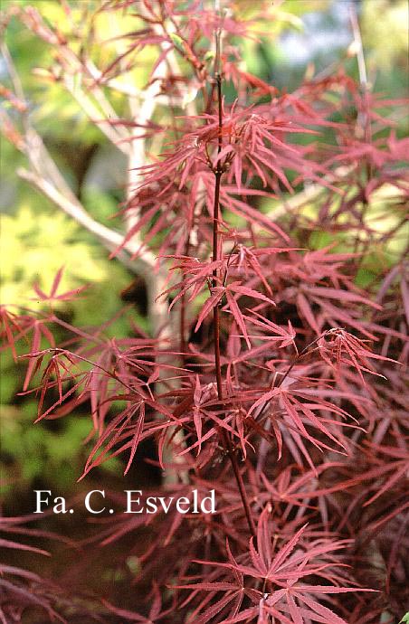 Acer palmatum 'Beni ohtake'