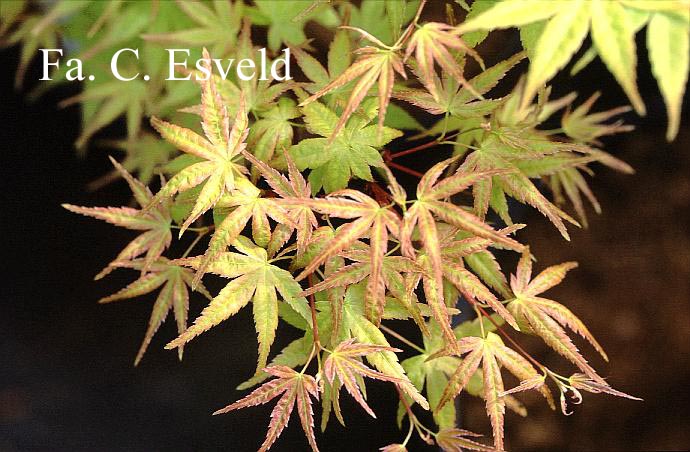 Acer palmatum 'Seigen'