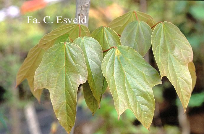 Acer longipes catalpifolium