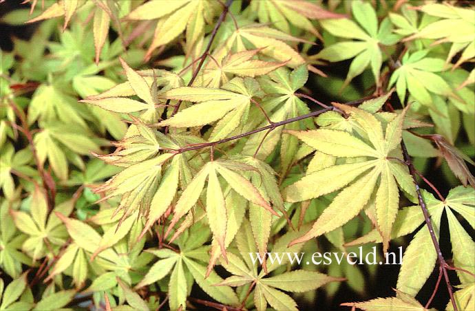 Acer palmatum 'Westonbirt Red'