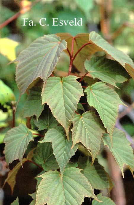 Acer morifolium