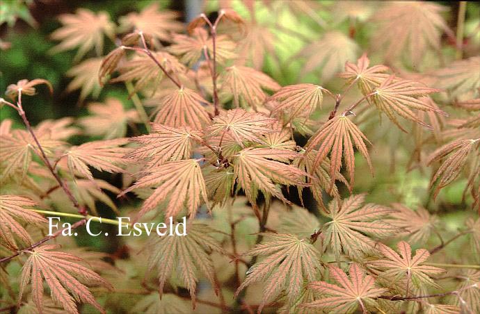 Acer palmatum 'Ariadne'