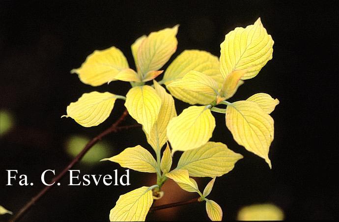 Cornus controversa 'Candlelight'