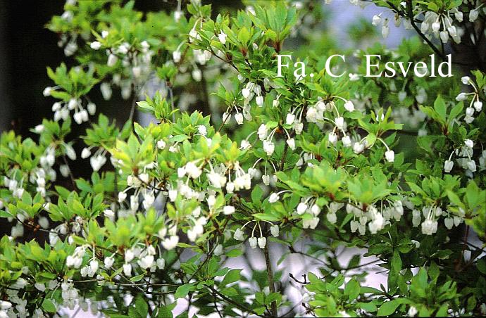 Enkianthus perulatus