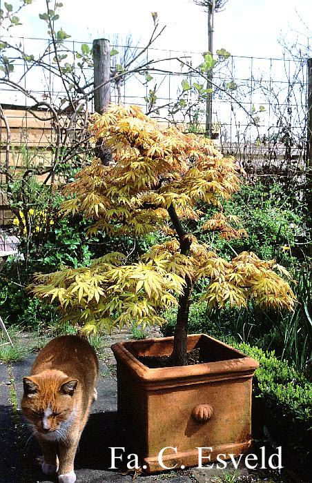 Acer palmatum 'Orange Dream'