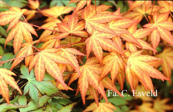 Acer palmatum 'Akane'