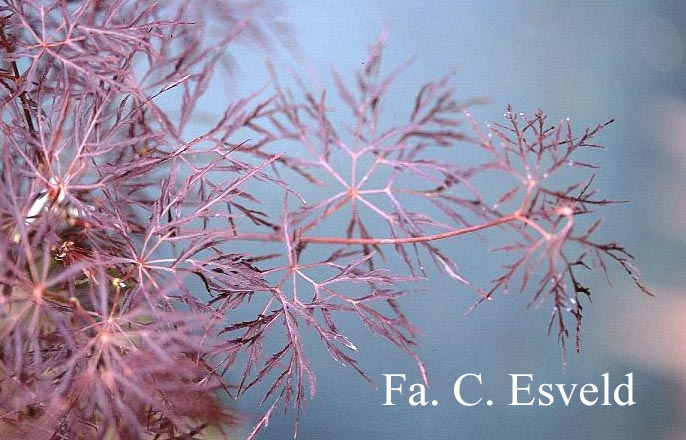 Acer palmatum 'Rilas Red'