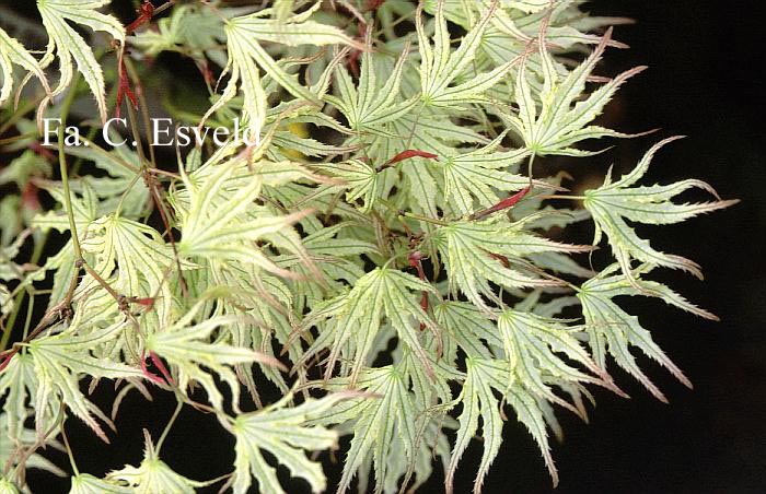 Acer palmatum 'First Ghost'