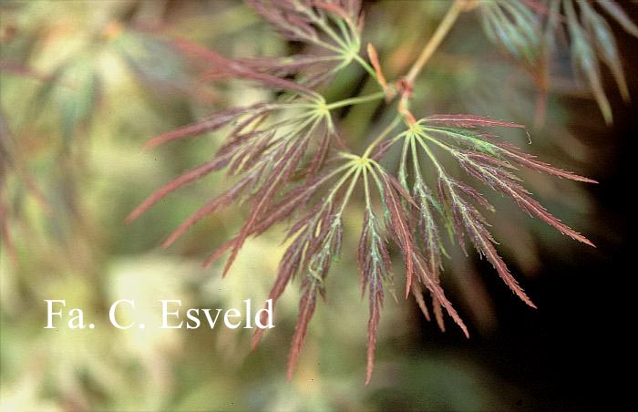 Acer palmatum 'Irish Lace'