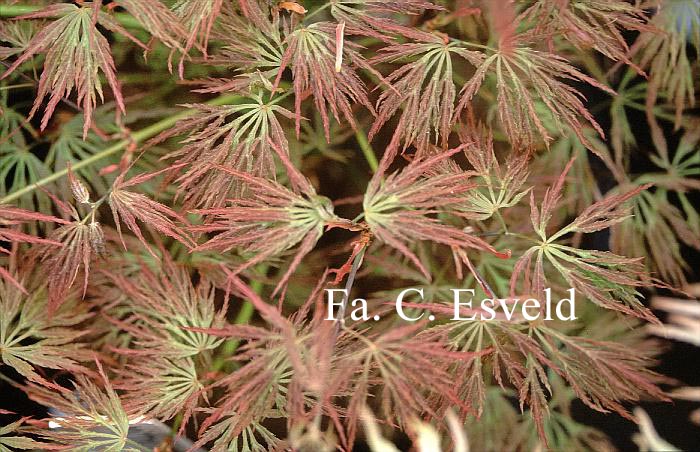 Acer palmatum 'Otto's Dissectum'