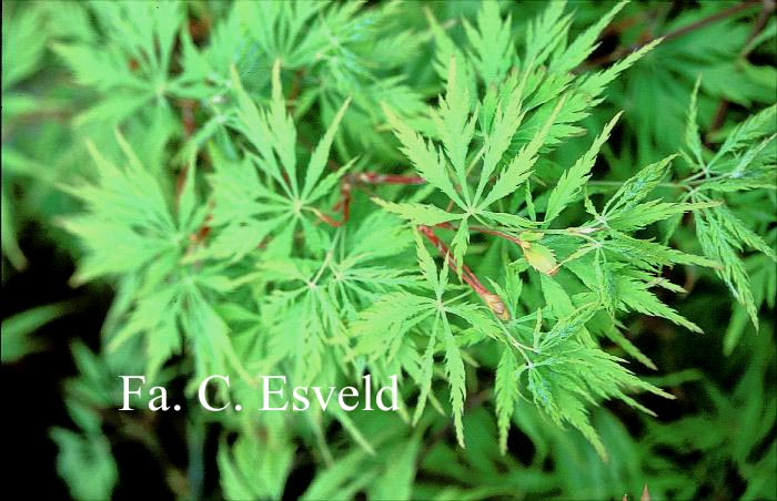 Acer palmatum 'Lemon Chiffon'