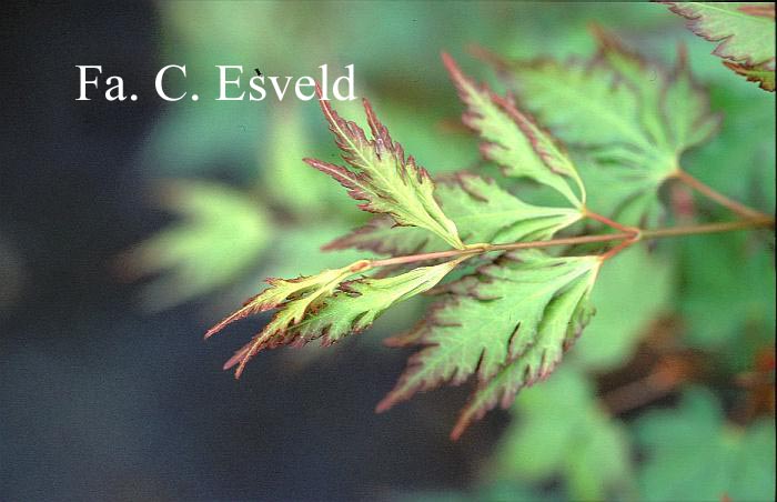 Acer palmatum 'Mino gasa' (17288)