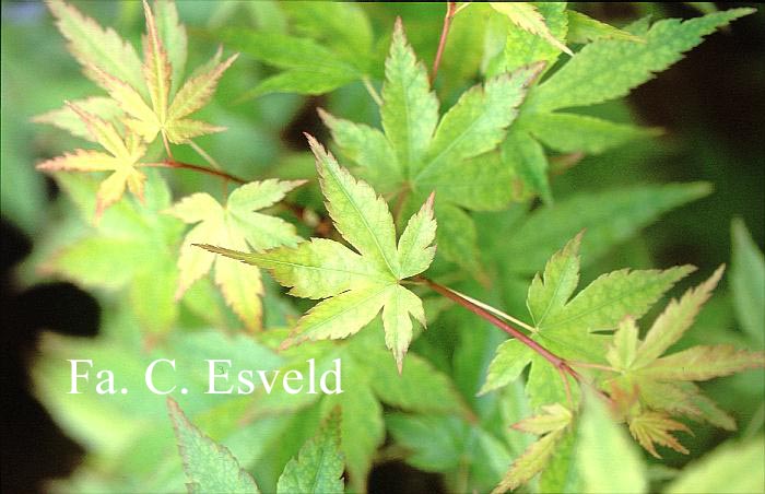 Acer palmatum 'Gekkoh nishiki'