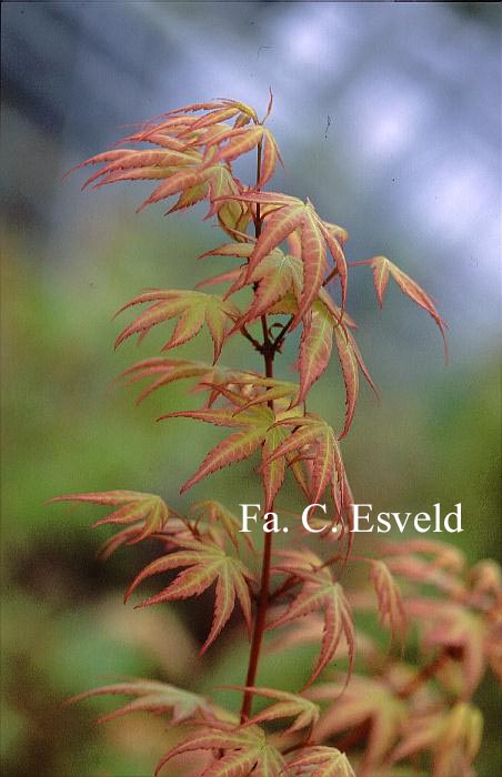 Acer palmatum 'Eddisbury'