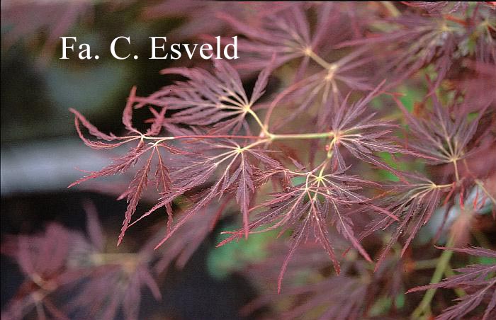 Acer palmatum 'Mioun'