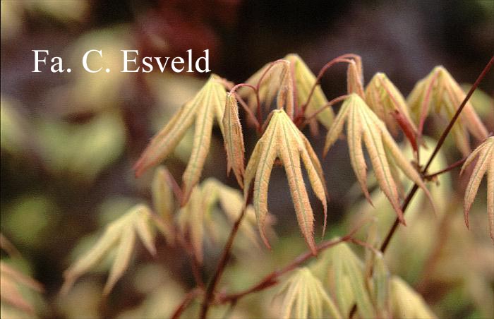 Acer palmatum 'Reticulatum Purple'