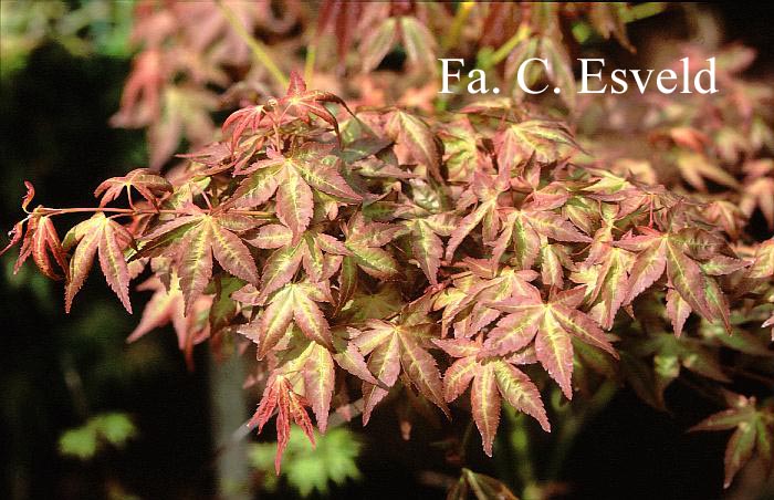 Acer palmatum 'Ruben'