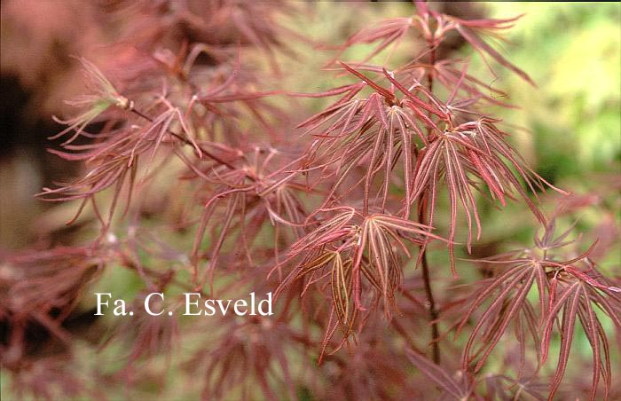 Acer palmatum 'Atrolineare'