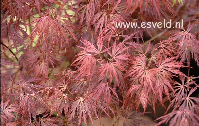 Acer palmatum 'Barrie Bergman'