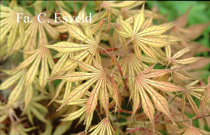 Acer palmatum 'Will's Devine'