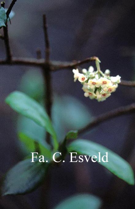 Viburnum suspensum