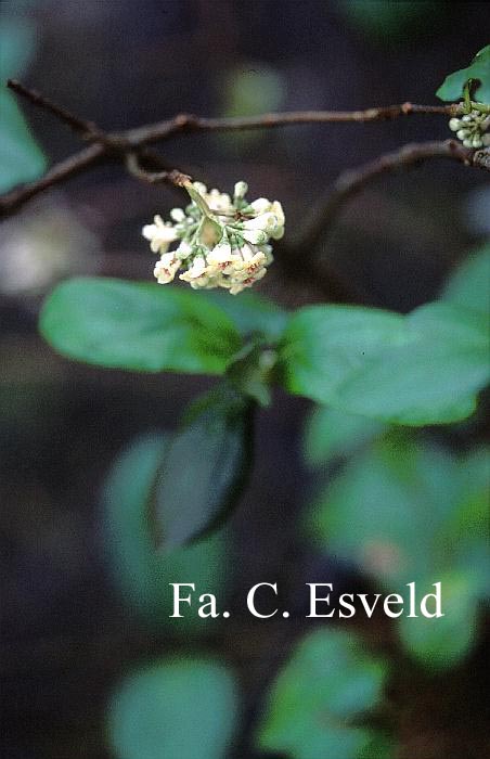 Viburnum suspensum