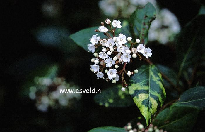Viburnum tinus 'Bewley's Variety'