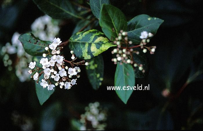 Viburnum tinus 'Bewley's Variety'