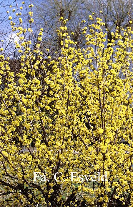 Cornus mas