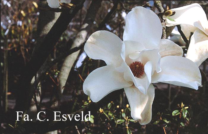 Magnolia 'Leda'