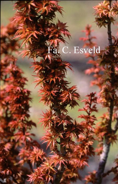 Acer palmatum 'Koto hime'