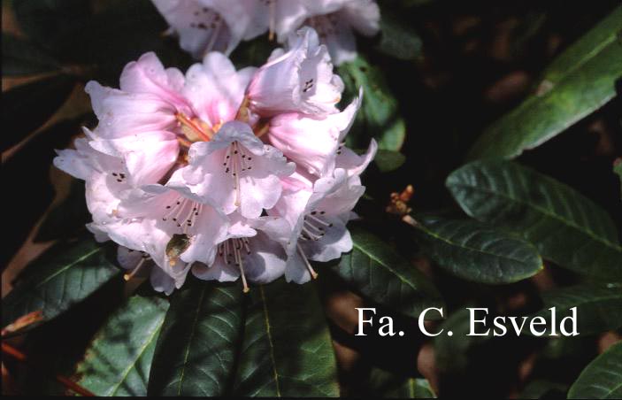 Rhododendron uvariifolium