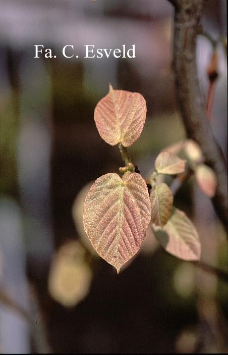 Acer distylum