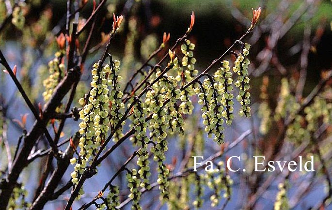 Stachyurus chinensis 'Magpie'