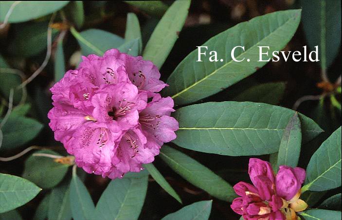 Rhododendron niveum