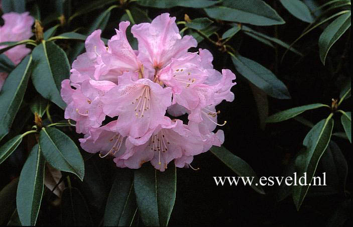 Rhododendron balfourianum