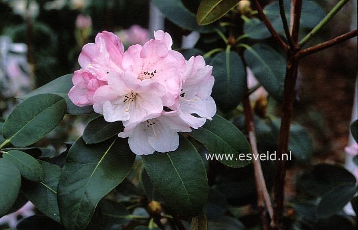 Rhododendron wallichii