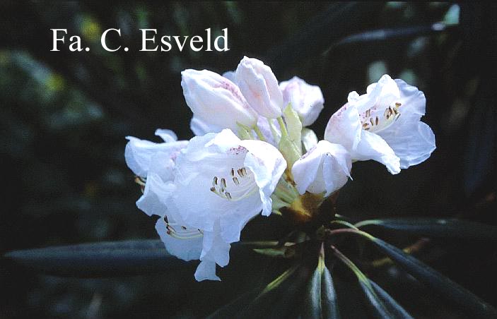 Rhododendron hyperythrum
