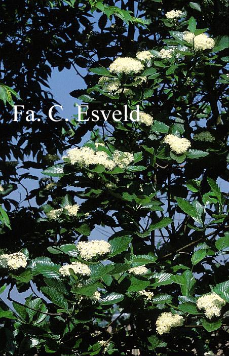Sorbus mougeotii