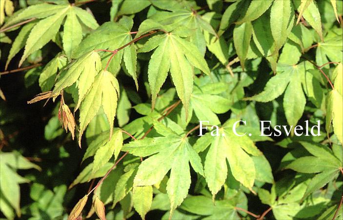 Acer palmatum 'Pam Trawick'