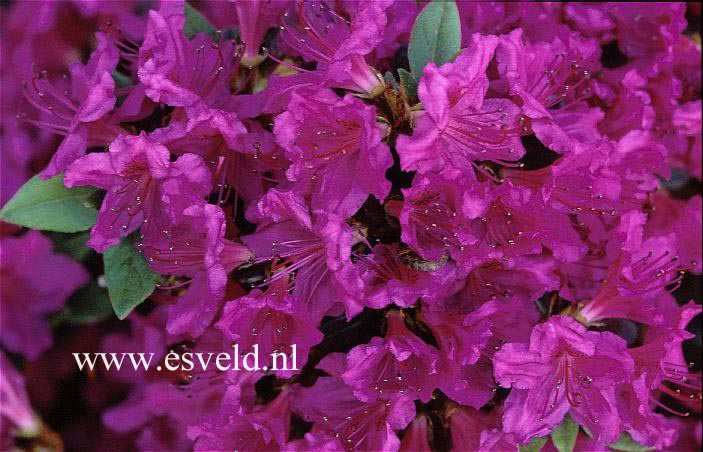 Azalea 'Königstein'