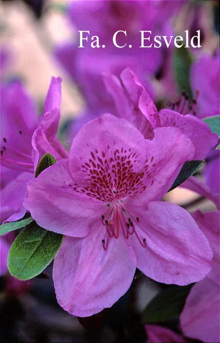 Azalea 'Viking'