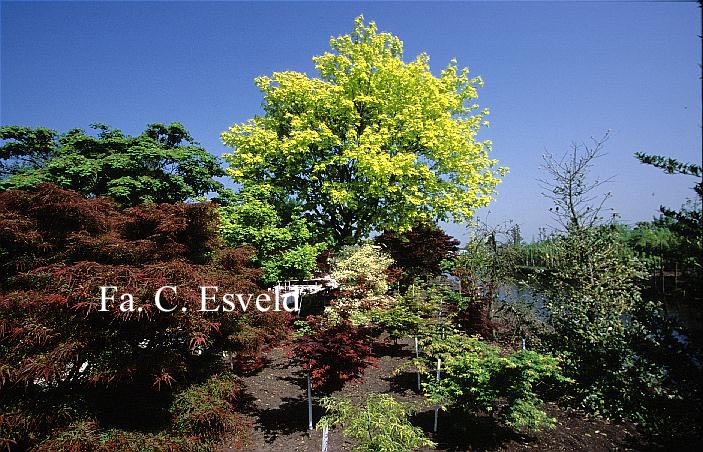 Acer cappadocicum 'Aureum'