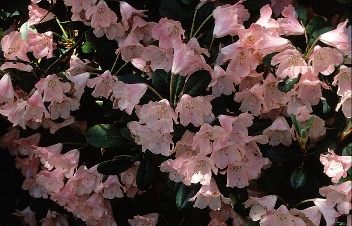 Rhododendron 'Lampion'